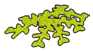Foliage: sprawling patch of leafy growth or seaweed in Green, Spring