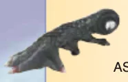 Body part: sea dragon's foreleg, right