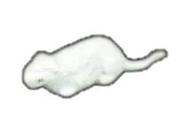 Creature, complete: rat in Gray