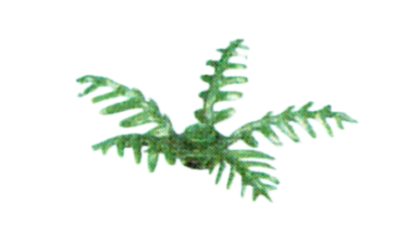 Foliage: fern, small with 5 fronds in Green, Dark