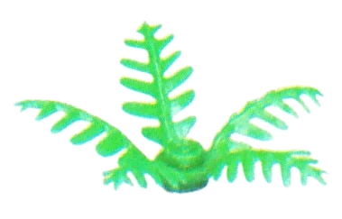 Foliage: fern, small with 5 fronds in Green